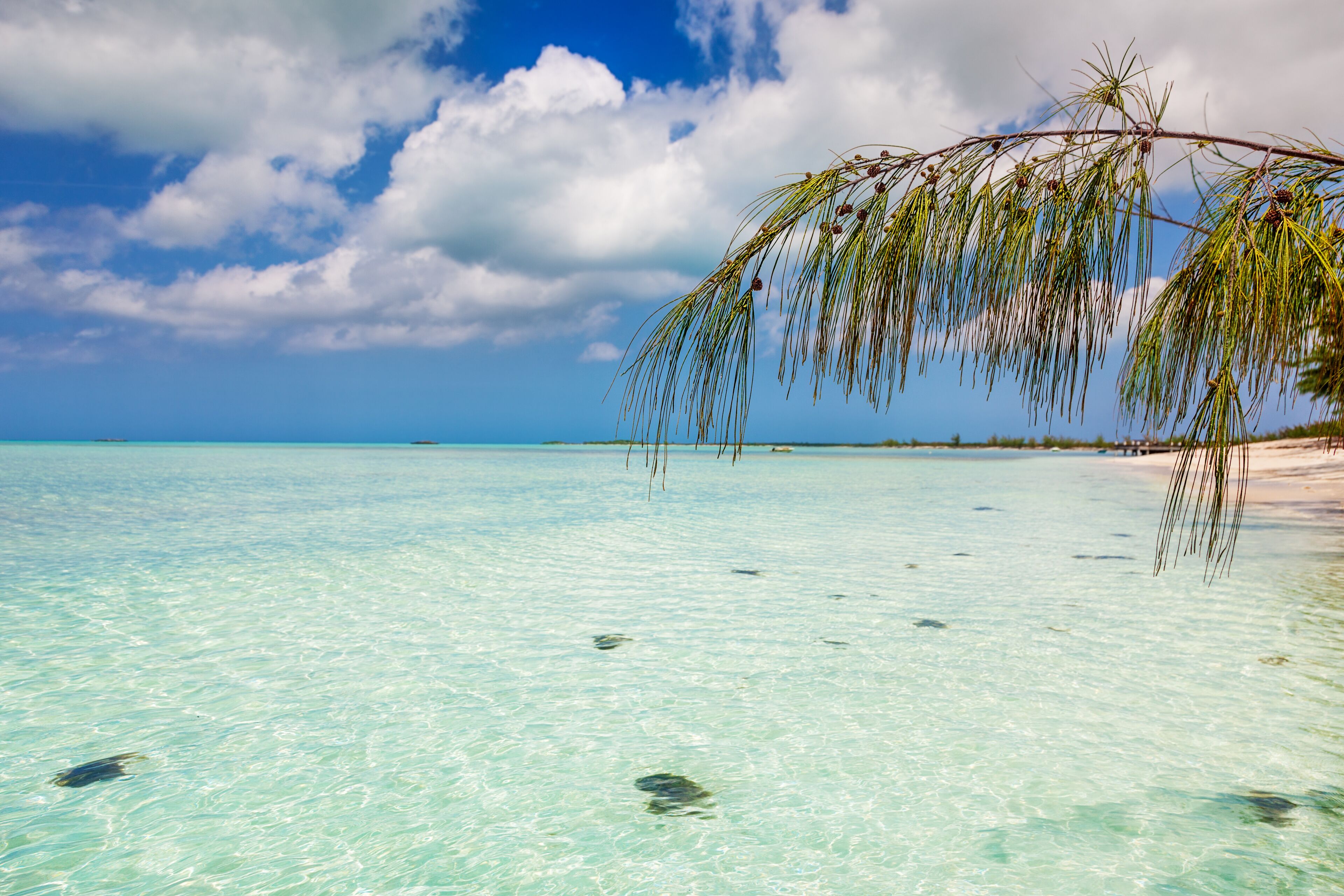 A beach with clear turquoise water, a palm tree, and a distant shoreline.