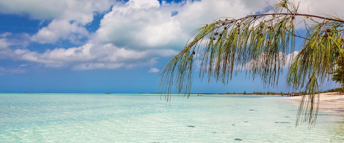 A beach with clear turquoise water, a palm tree, and a distant shoreline.