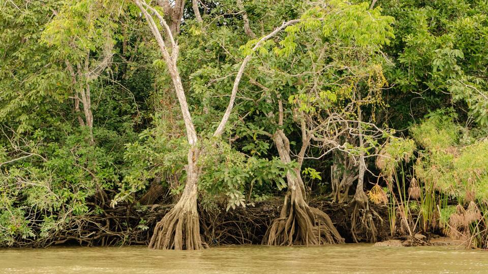 mangrove swamp, Ecuador