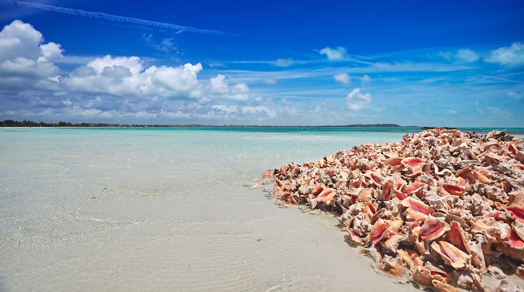 Pile of empty conch shells near a bay front restaurant, Providenciales, Turks and Caicos