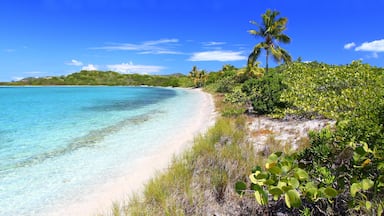 Um mar azul-turquesa translúcido, uma praia arenosa e vegetação exuberante com palmeiras.