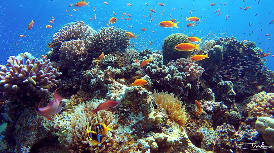This Photograph I took was at about 25 feet beneath the calm water of the Red Sea. The coral reef structures in the Red Sea are protected by the Israeli government which made this diving experience magical. This is because the vibrant colors of the coral compliment the color of the fish and other living creatures in this location, and really gave me the appreciation for what a healthy ocean should look like. #Adventure