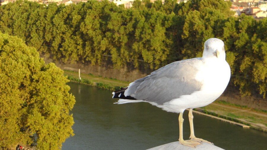 The Tiber and the Vatican City