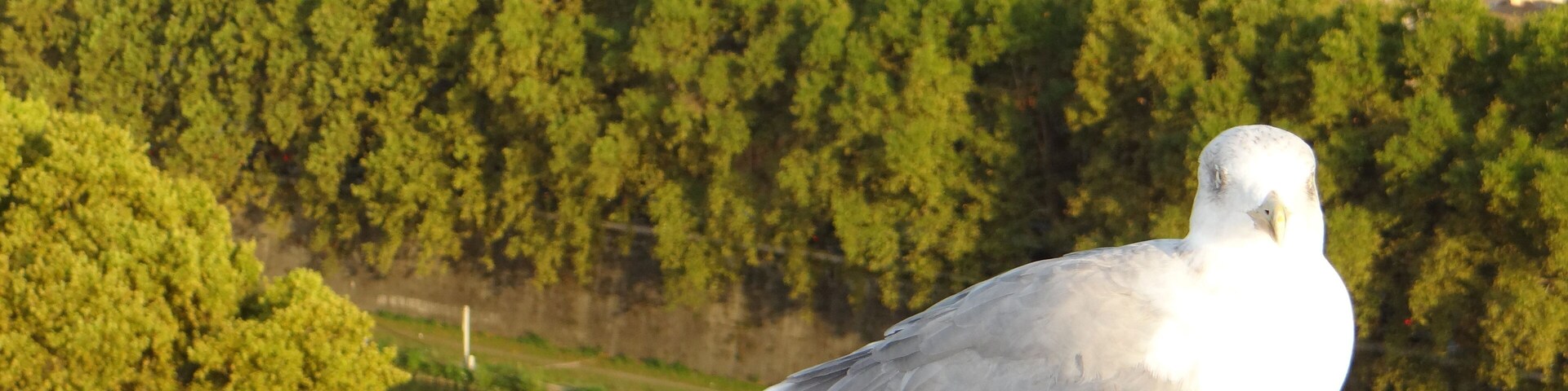 The Tiber and the Vatican City