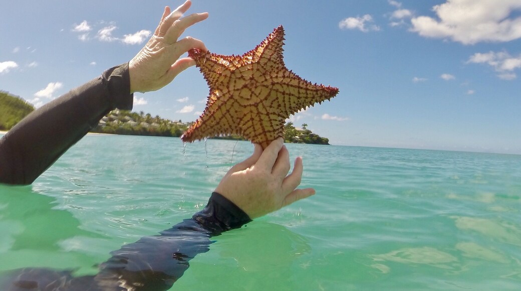 Great ocean find in Antigua.