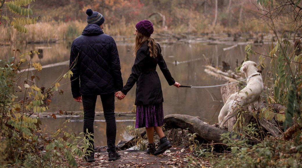 couple, people, golden, fall, retriever, forest, together, walking, nature, woman, caucasian, healthy, man, male, lifestyle, season, love, outdoors, park, romantic, autumn, romance, lovely, fit, walk