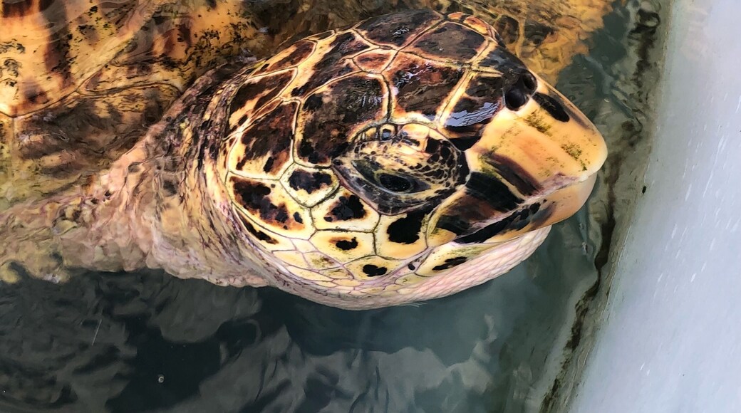 Lovely quaint turtle conservation project, if the owner is around his stories are incredible