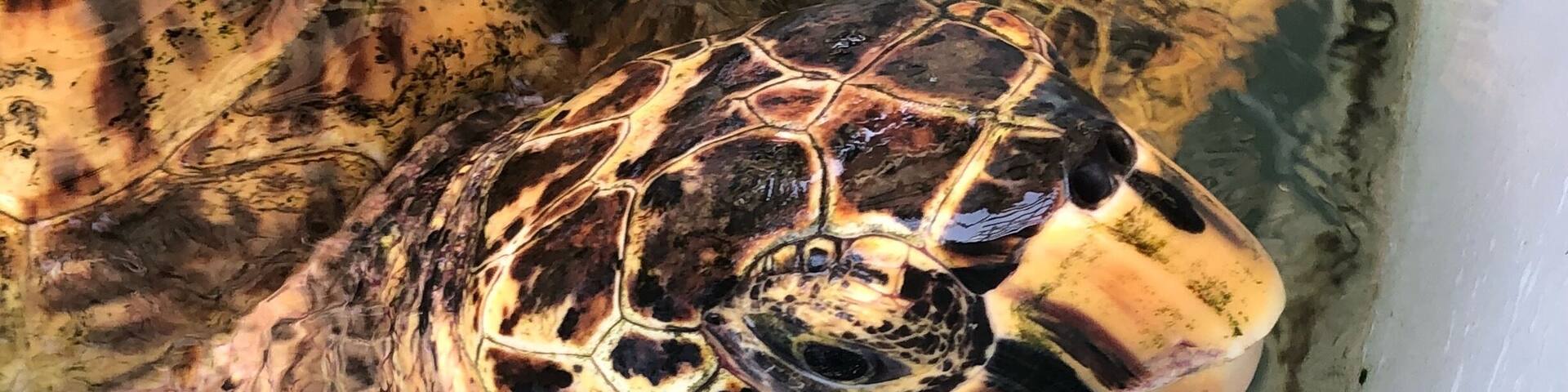 Lovely quaint turtle conservation project, if the owner is around his stories are incredible