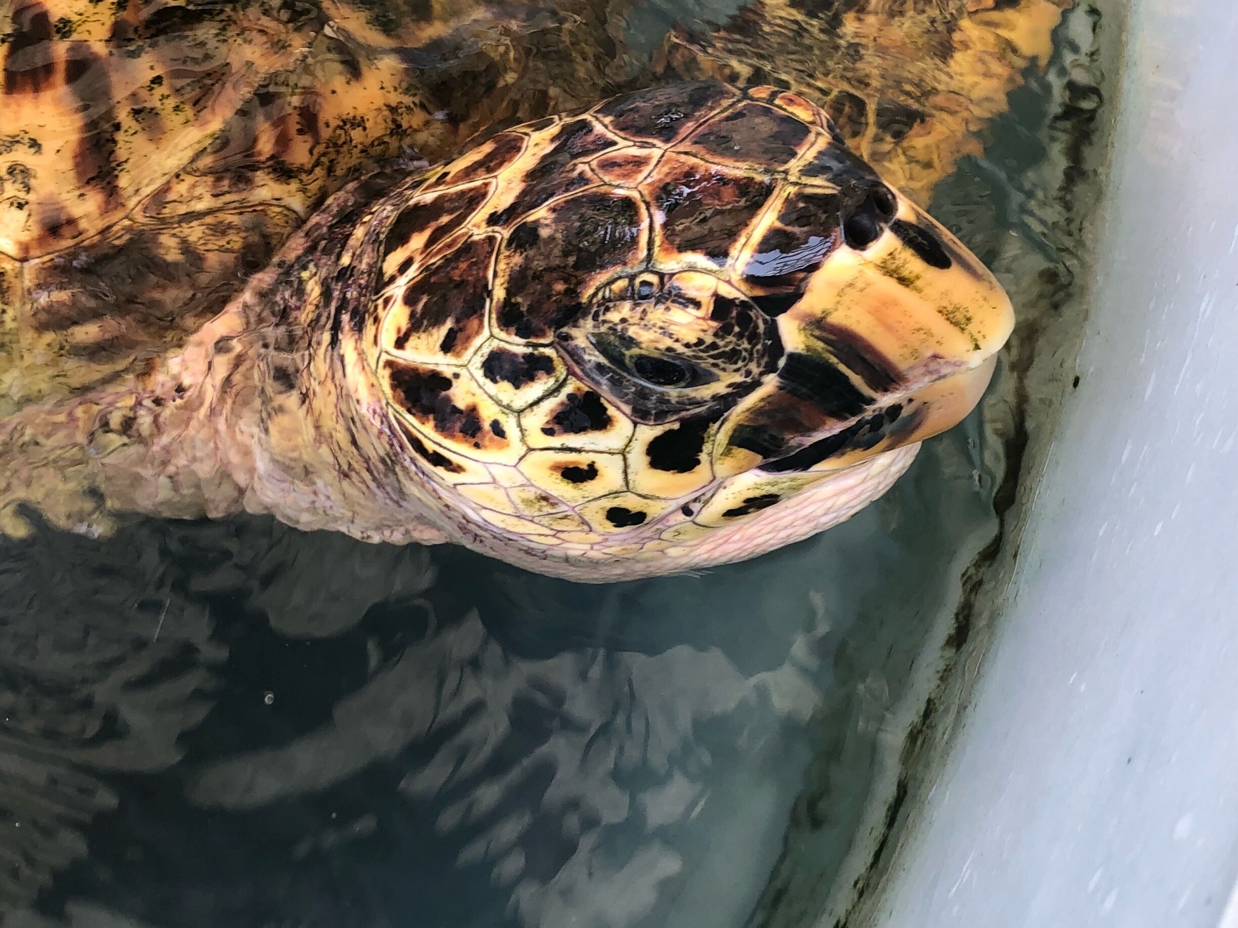 A turtle with a patterned shell partially submerged in water.
