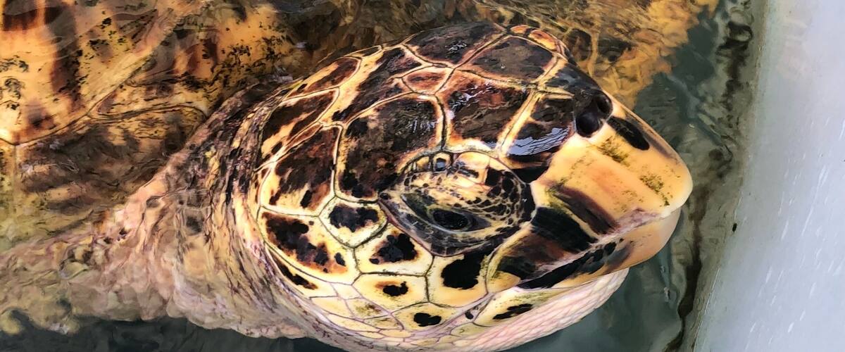A turtle with a patterned shell partially submerged in water.