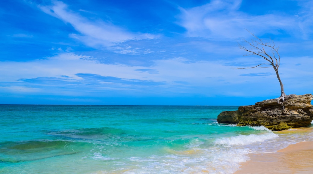 A lone petrified tree stands guard over a deserted stretch of beach on the island of Bimini, Bahamas, Shutterstock ID 775124404, purchase_order: SP-1269 HA 2018 Batch 1, Order: , client: , other:
