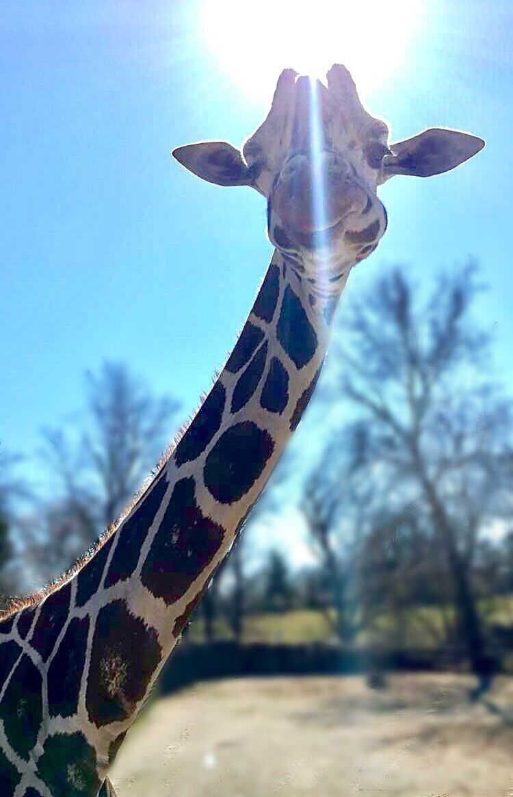 Small zoo, big fun! We went in the middle of the day on a Saturday and it wasn’t crowded at all. With fewer crowds, you have more chances to get up close and personal with all the animals, like this giraffe! #wildlife #animals #giraffe
