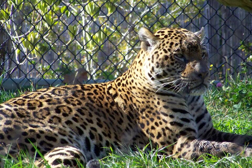 A leopard lying on grass with a chain-link fence in the background.