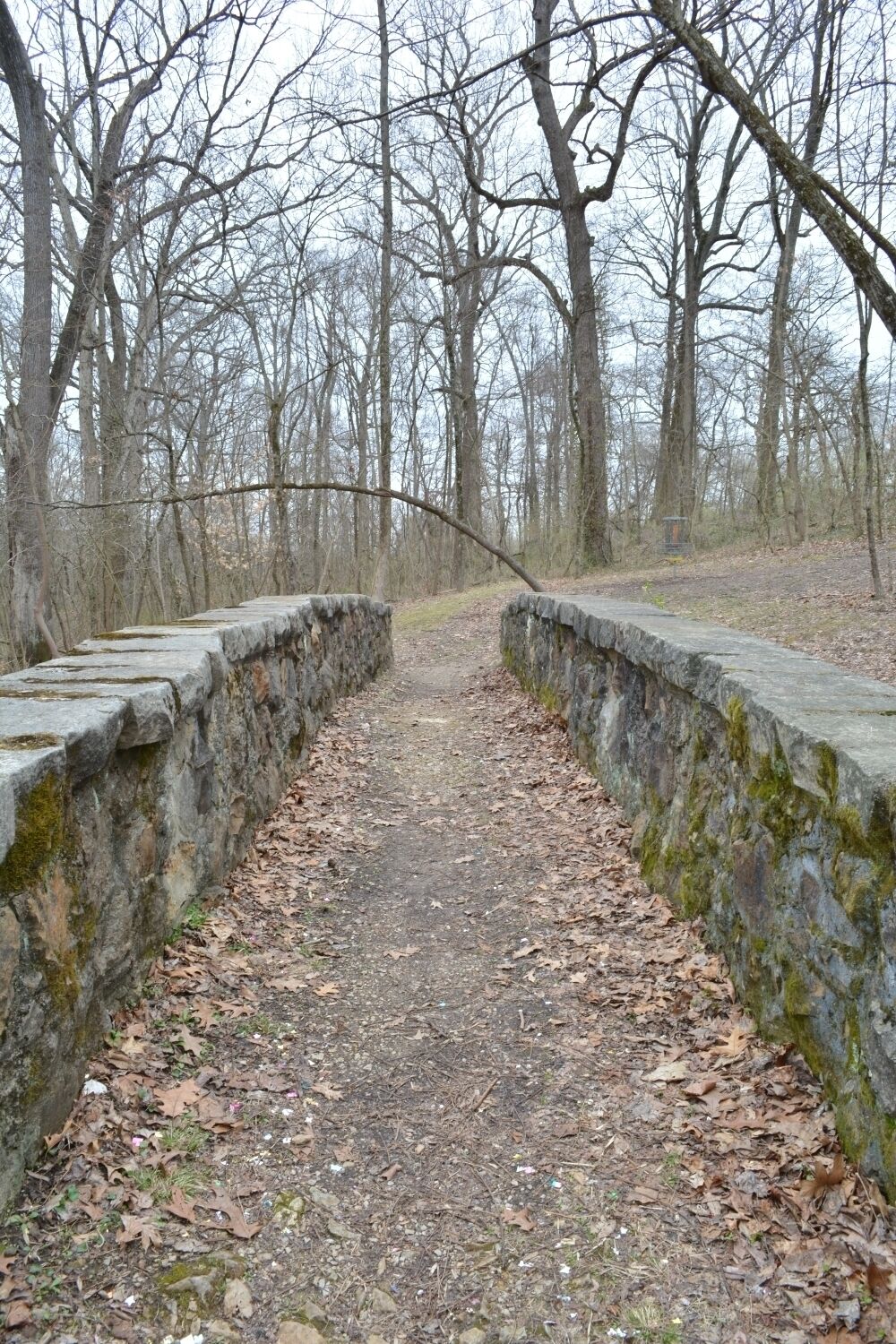 Snazzy lil bridge in the woods
