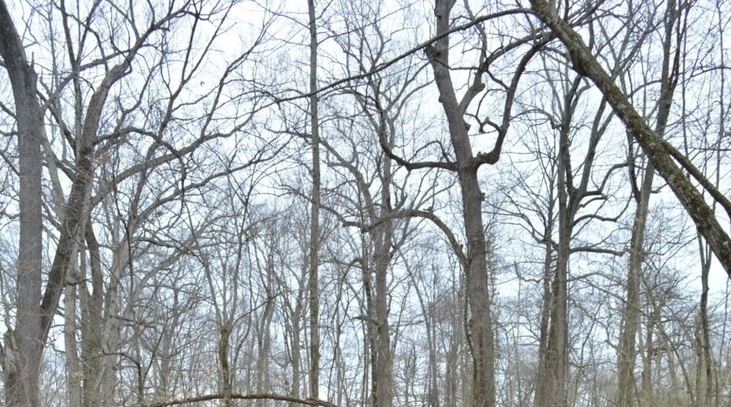 Snazzy lil bridge in the woods
