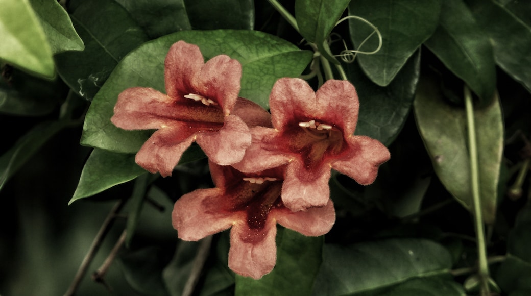 Singing flowers 😀