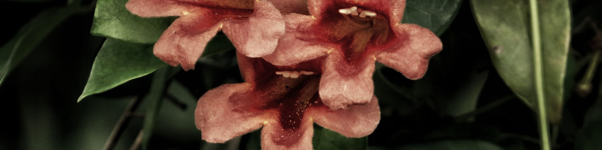 Singing flowers 😀