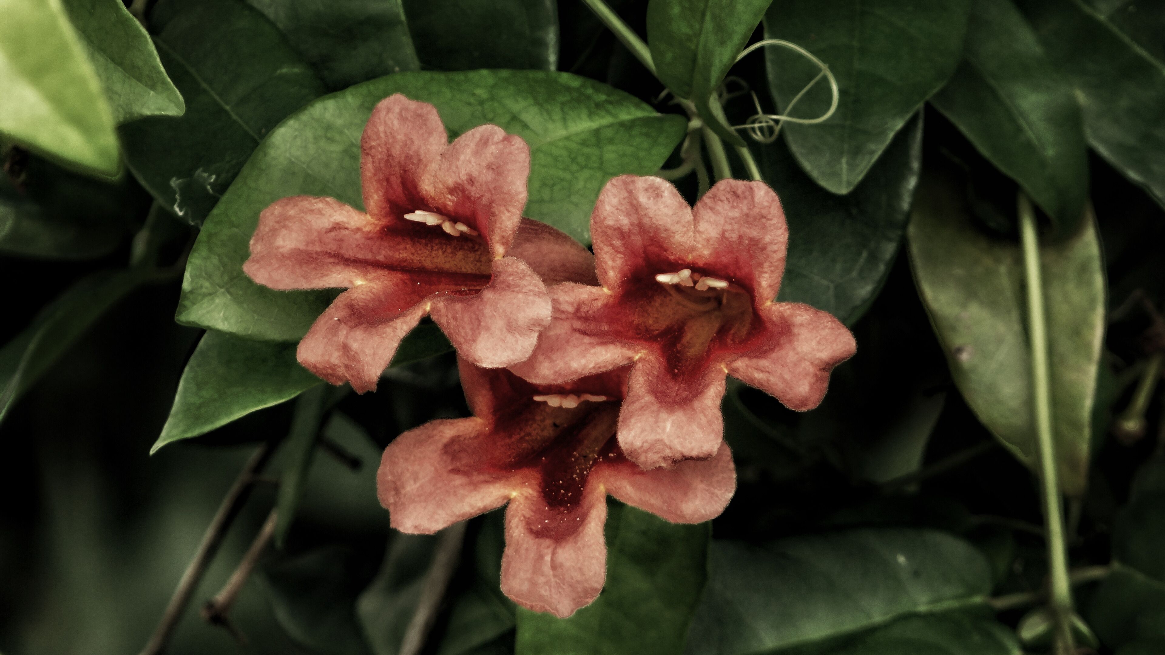 Two pink flowers with visible stamens, surrounded by green leaves.