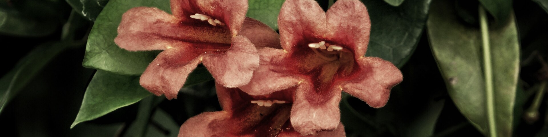 Two pink flowers with visible stamens, surrounded by green leaves.