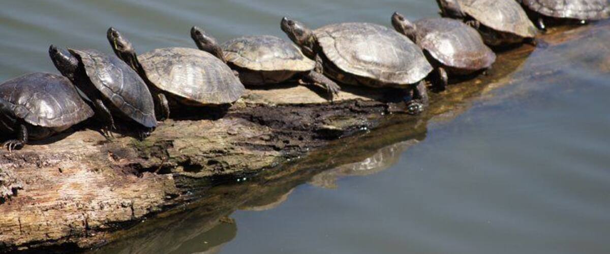 Turtles all in a row.