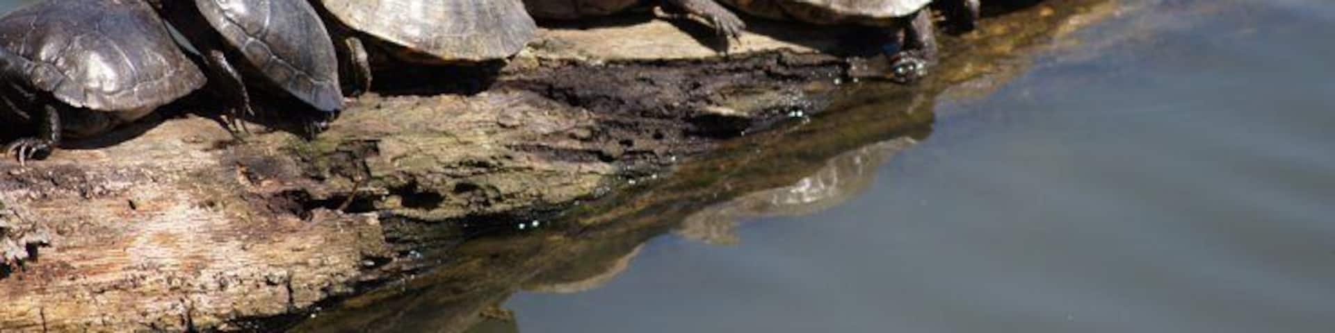 A group of turtles on a log in water.