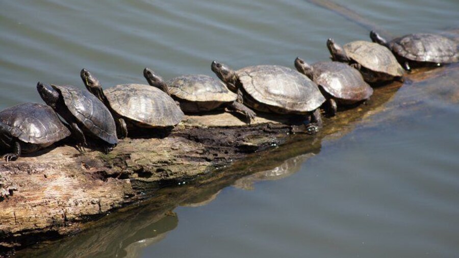Turtles all in a row.