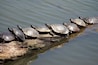 Un grupo de tortugas sobre un tronco en el agua.