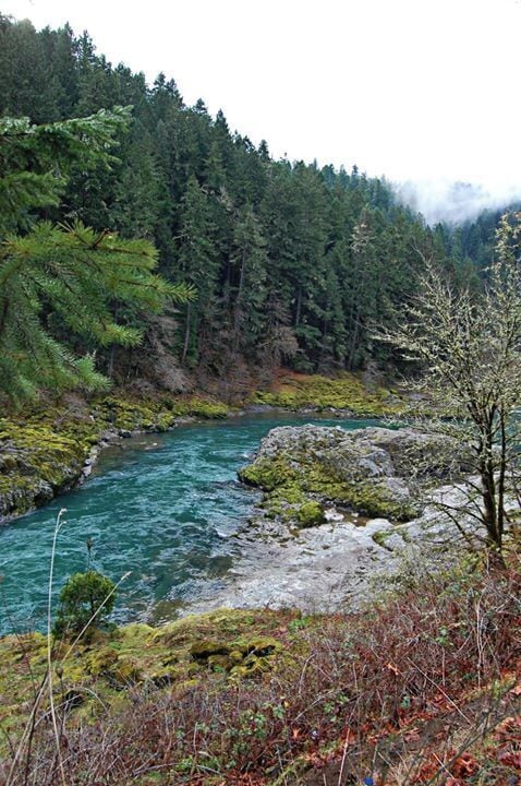 A river flowing through a forested area with moss-covered rocks and dense trees.