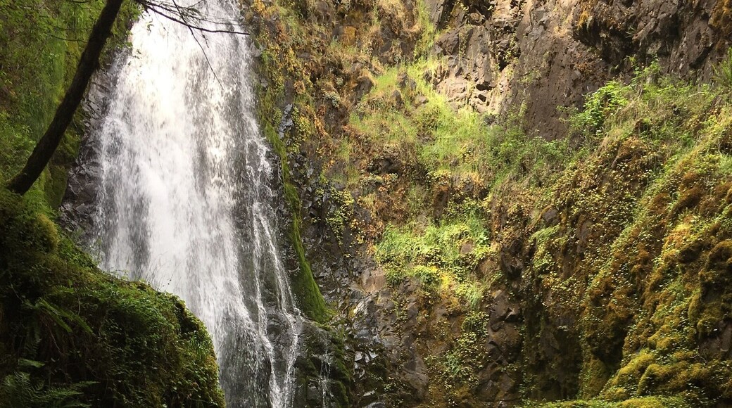 0.8 mile easy hike. Well maintained and cleaned Trail. Kid and leashed dog friendly. Beware of poison oak and icy. Make sure to go past the bridge view point so you can the full view of the fall into the pool #waterfall #hike #kidsfun #dogs #pnw #outdoors #adventure #southernoregon #oregon #familyhike #explore #trails