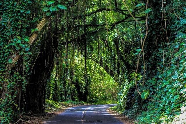 over grown road on the  way to Nu Pali