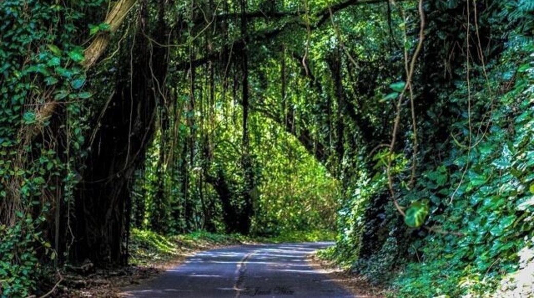 over grown road on the way to Nu Pali