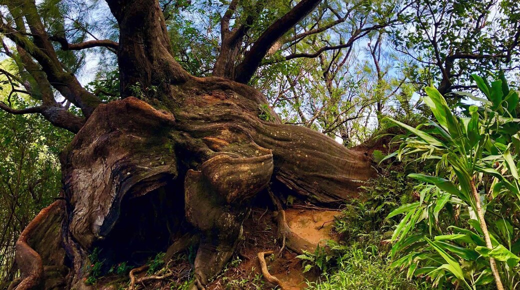 This tree had soo much character.