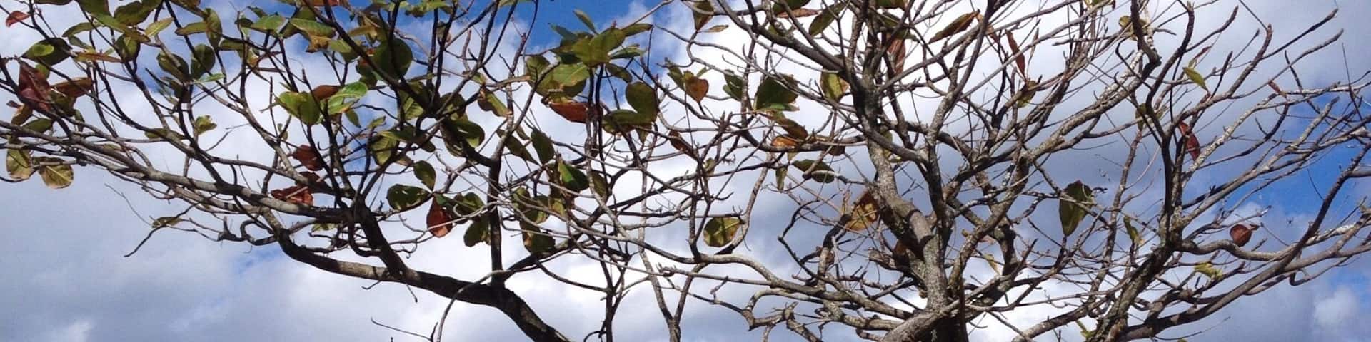 A tree with green leaves and a clear blue sky.