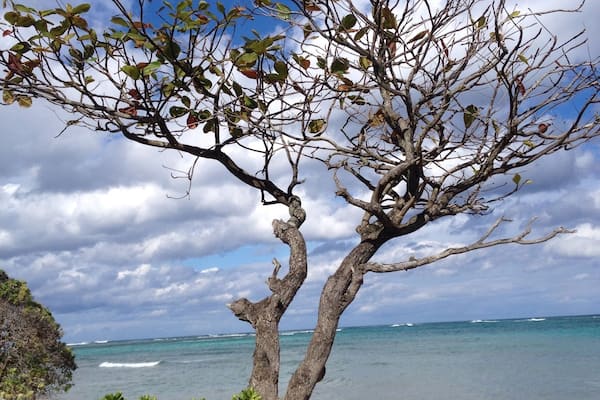 A tree with green leaves and a clear blue sky.