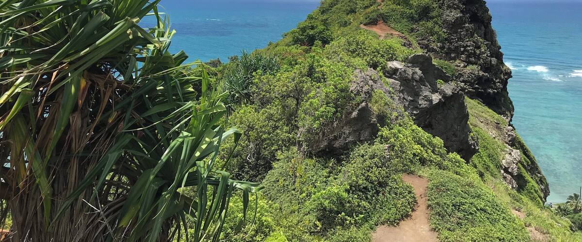 A coastal cliff with a trail, lush greenery, and the ocean.