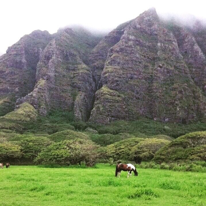 Just a roaming horse.