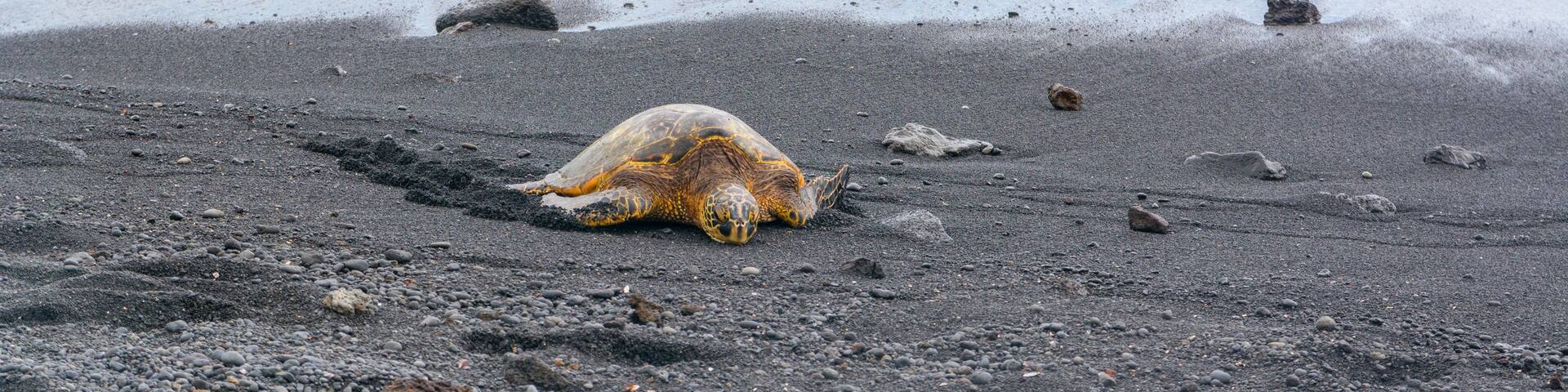 Green sea turtle on Punalu'u black sand beach, Big Island, Hawaii