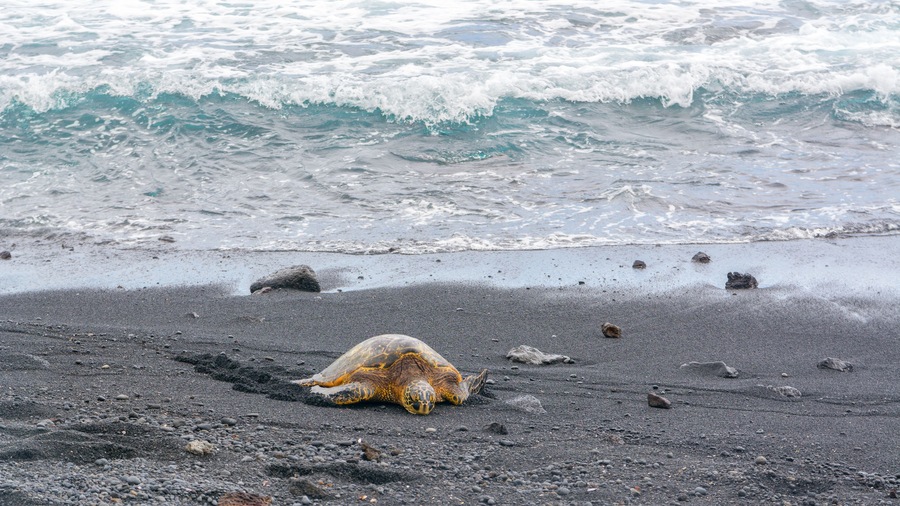 Green sea turtle on Punalu'u black sand beach, Big Island, Hawaii