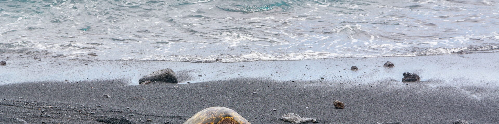 Green sea turtle on Punalu'u black sand beach, Big Island, Hawaii