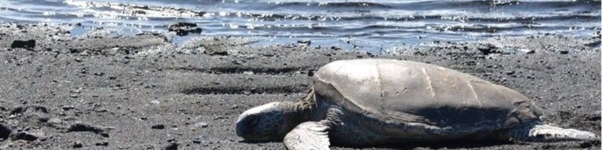Punaluu Black Sand Beach. You may be able to meet sea turtles (honu) if you arrive there before noon. Black sand is from lava and unique in here.