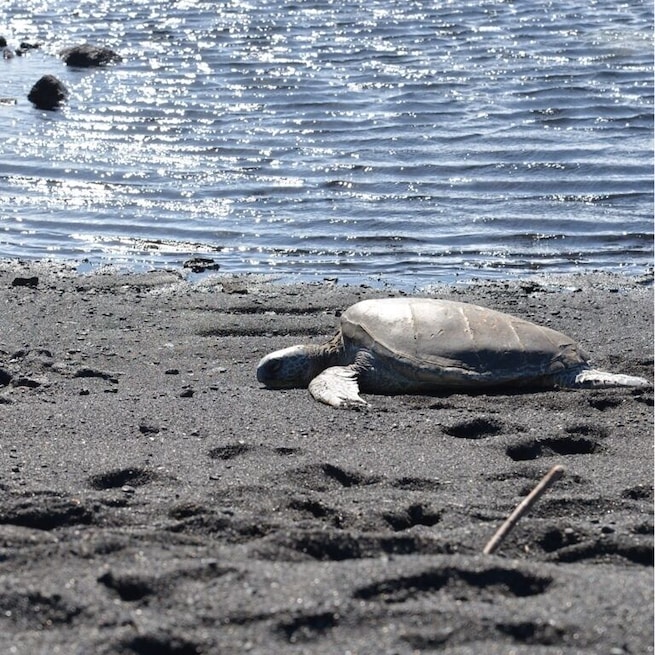 Punaluu Black Sand Beach. You may be able to meet sea turtles (honu) if you arrive there before noon. Black sand is from lava and unique in here.