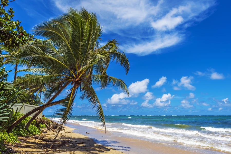 Punaluu Beach on Oahu Island, Hawaii, USA; Shutterstock ID 561711106; purchase_order: SP-1269 HA 2018 Batch 1; Order: ; client: ; other: