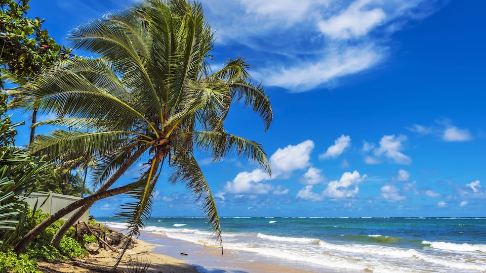 A beach with palm trees and ocean waves.
