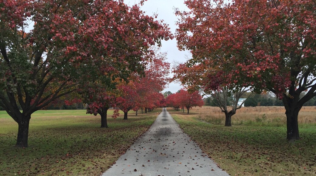 This is actually someone's private property, but you can still enjoy the view from the road. Beautiful tree-lined path 😍