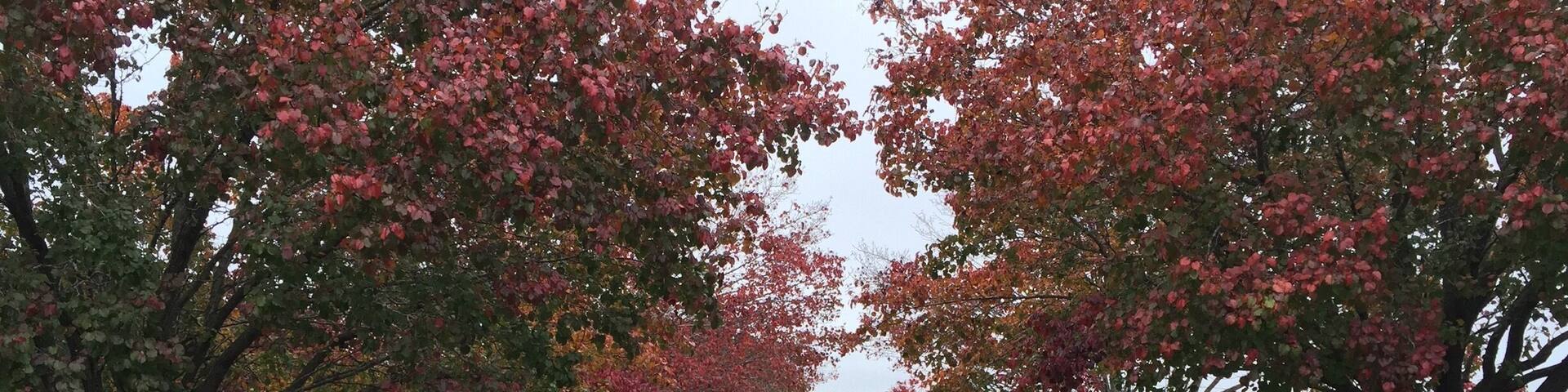 This is actually someone's private property, but you can still enjoy the view from the road. Beautiful tree-lined path 😍