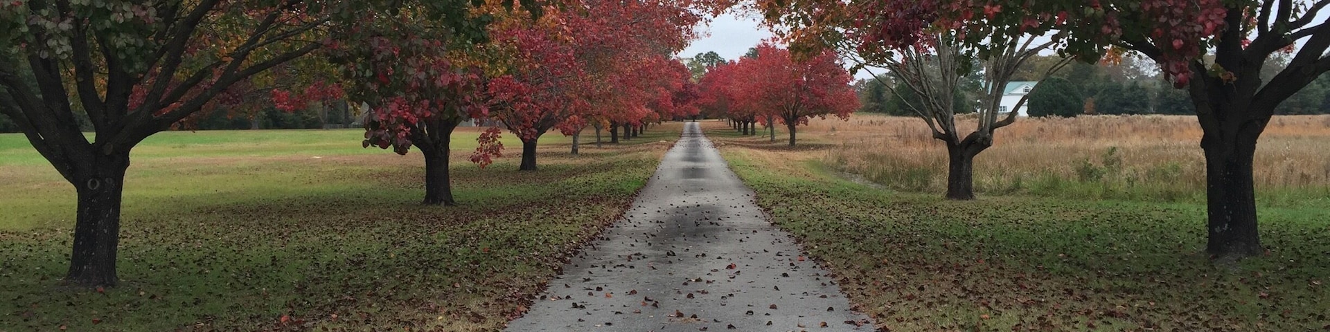This is actually someone's private property, but you can still enjoy the view from the road. Beautiful tree-lined path 😍