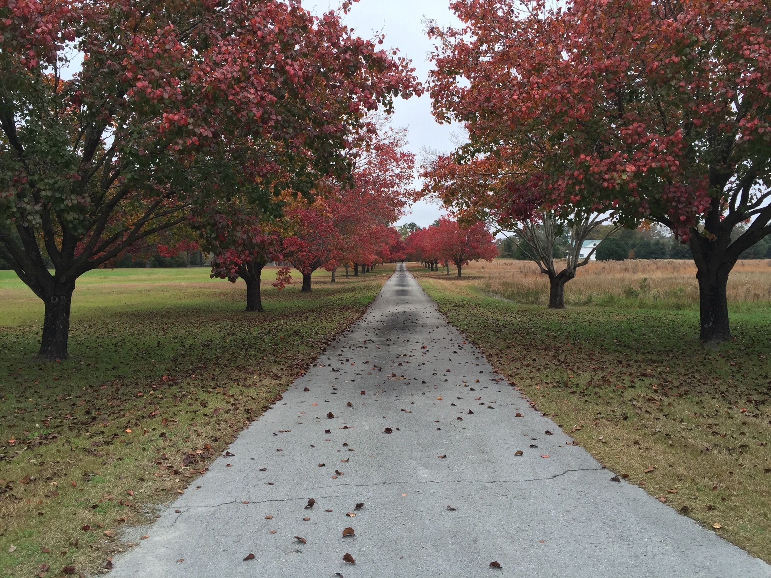 A paved path flanked by trees with red leaves, leading into a grassy field.