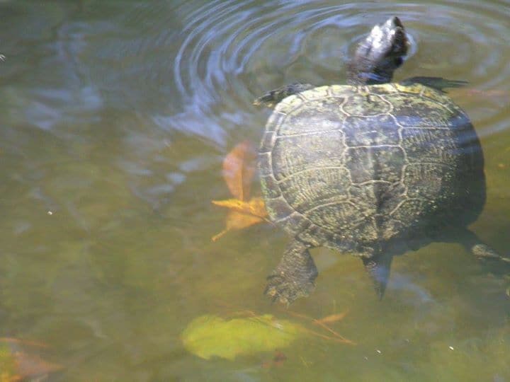 Yellow bellied mud slider paddling beside the kayak. 