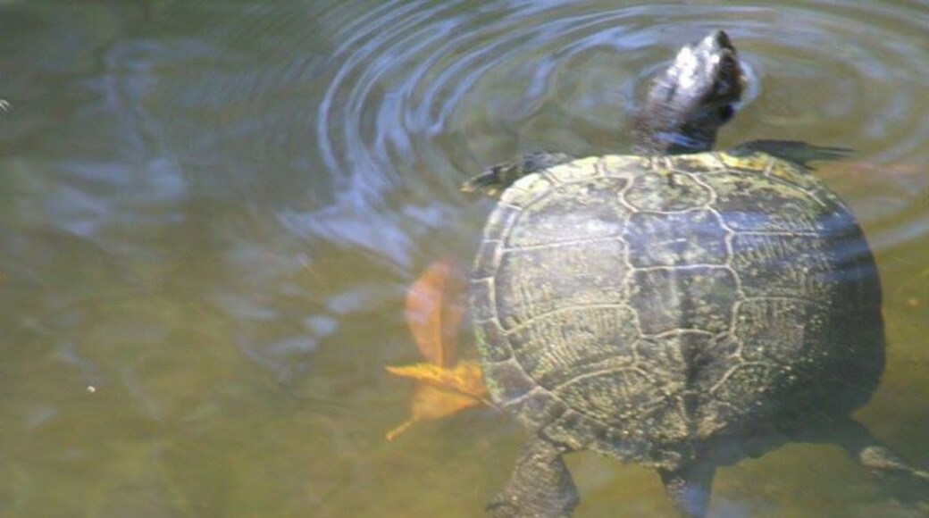 Yellow bellied mud slider paddling beside the kayak.