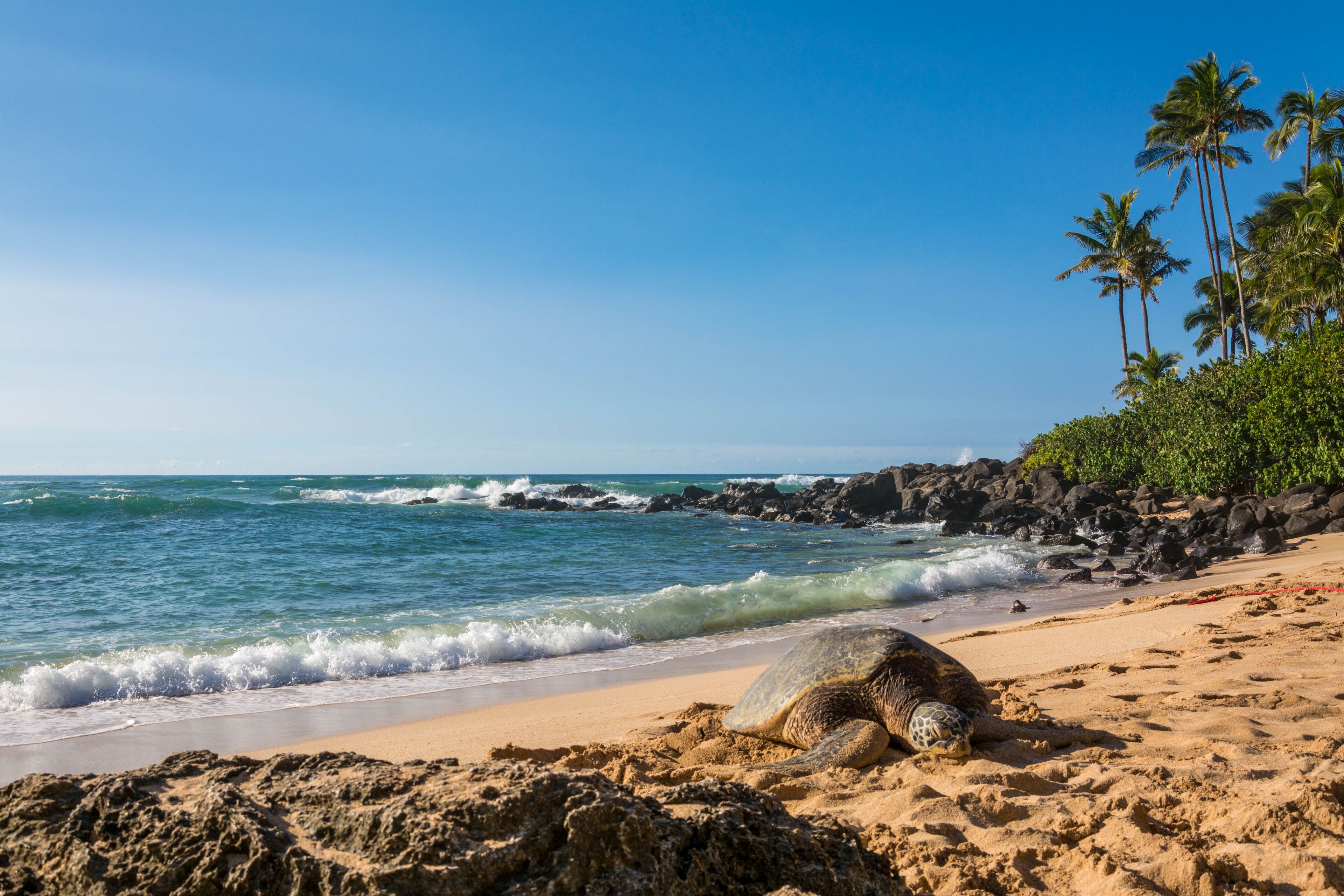 Turtle Beach Laniakea Beach Haleiwa Oahu Hawaii; Shutterstock ID 1030406419; purchase_order: SP-1269 HA 2018 Batch 1; Order: ; client: ; other: